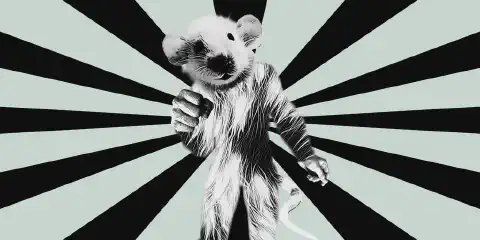 Les Rats...